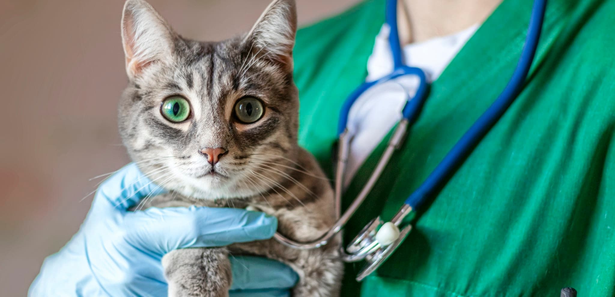 Arzt in Italien operiert eigene Katze in der Klinik