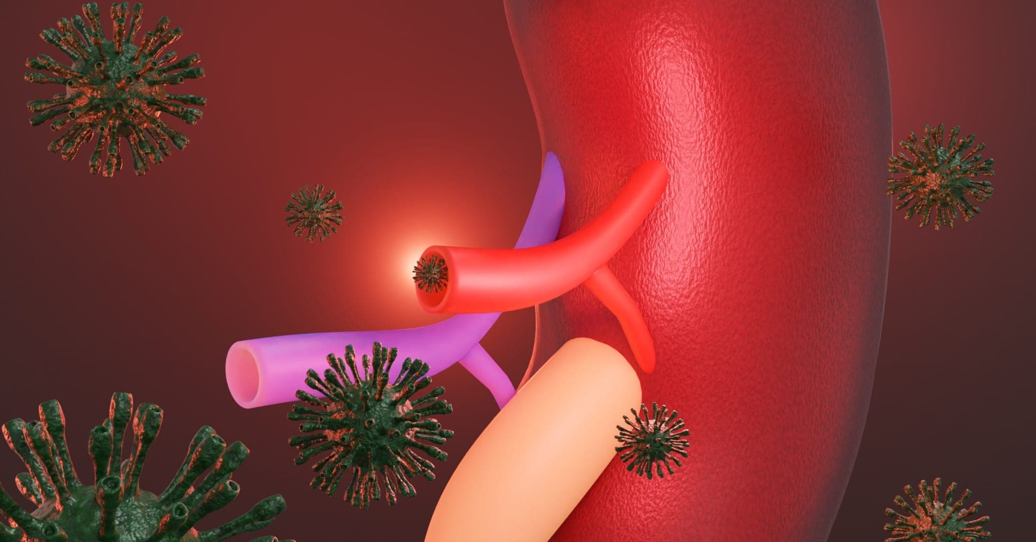 https://www.gettyimages.de/detail/foto/human-kidney-organ-infected-by-virus-lizenzfreies-bild/1444008279