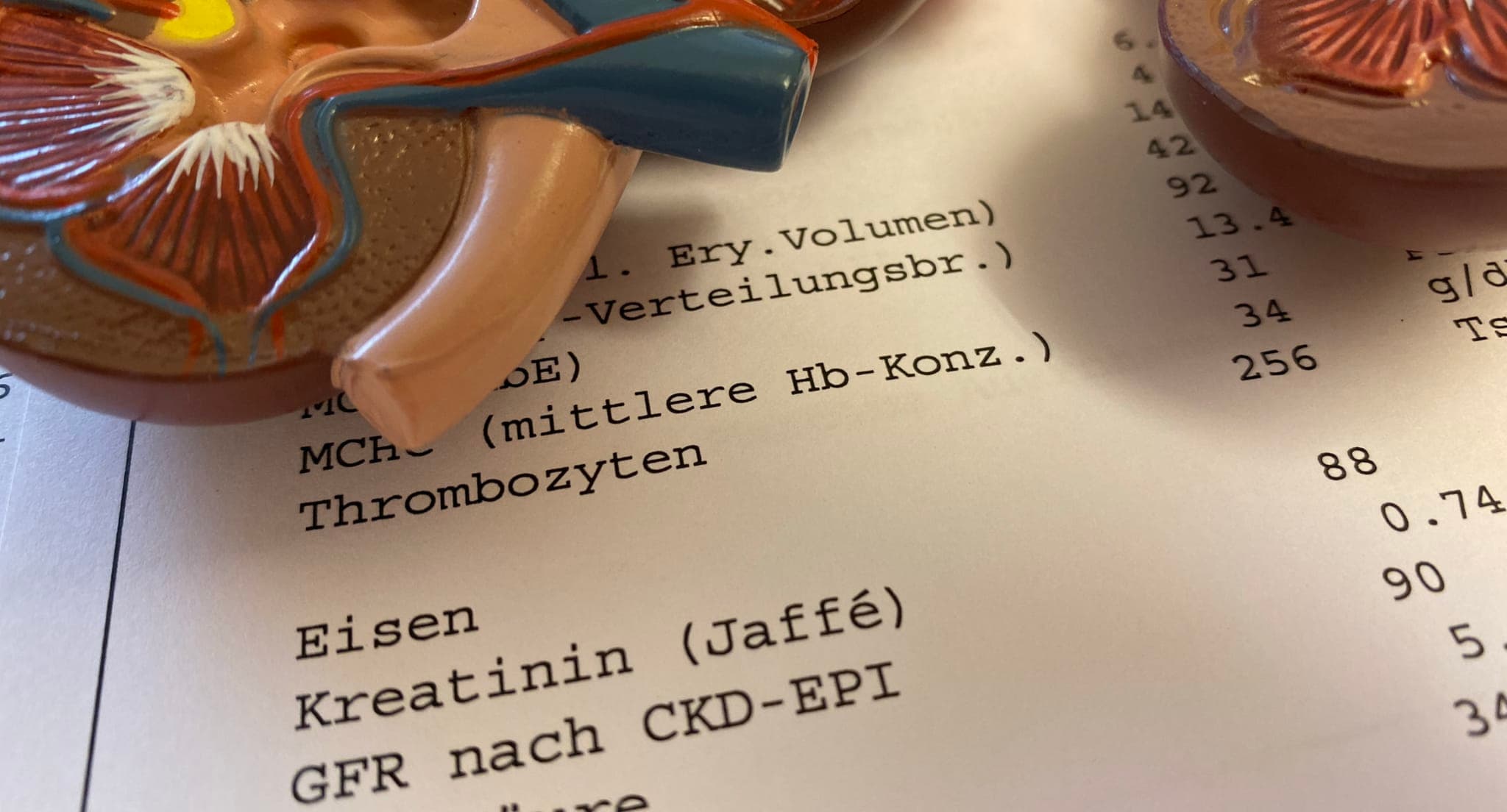 Niere und Laborwerte