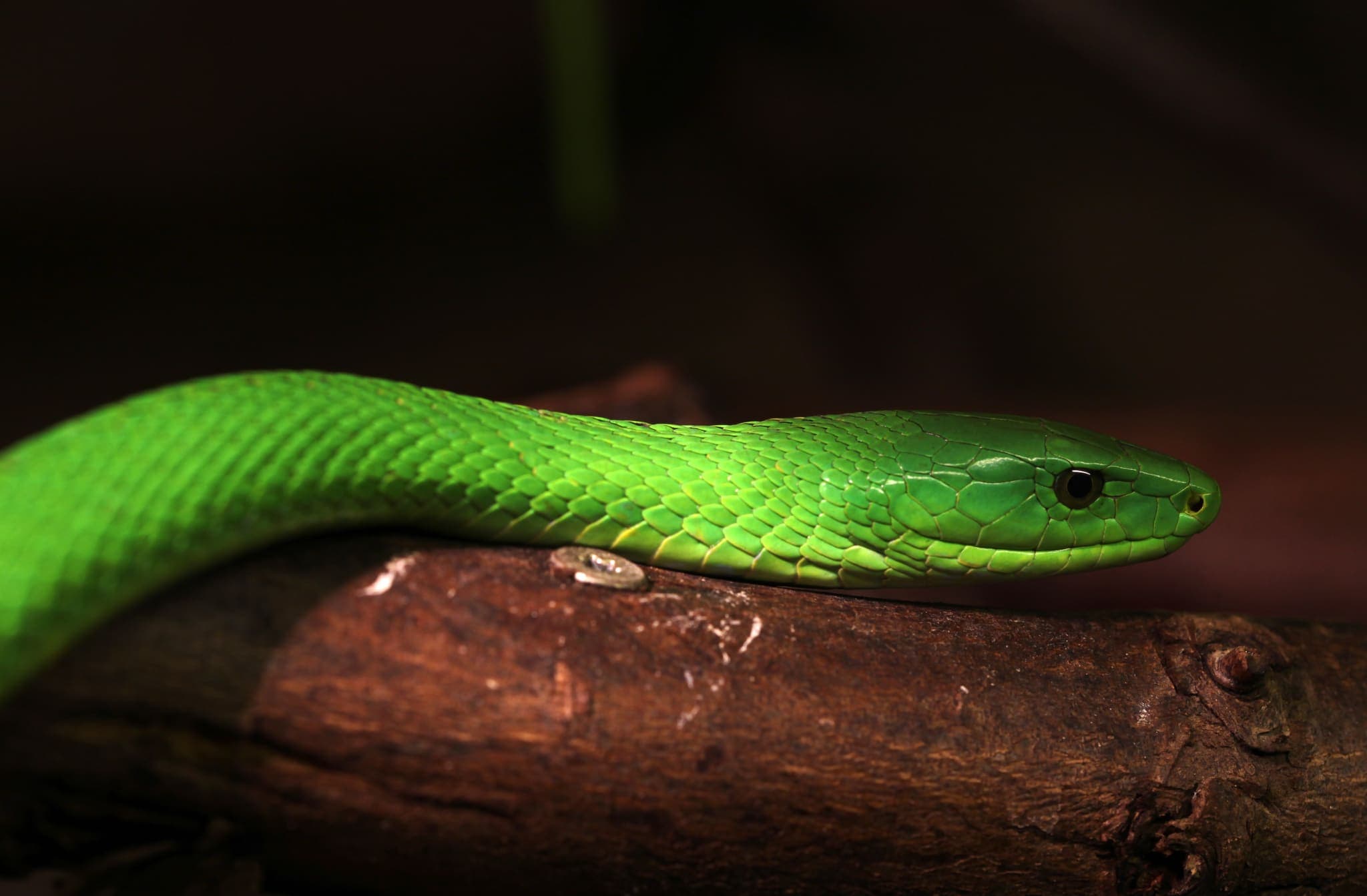 Mamba