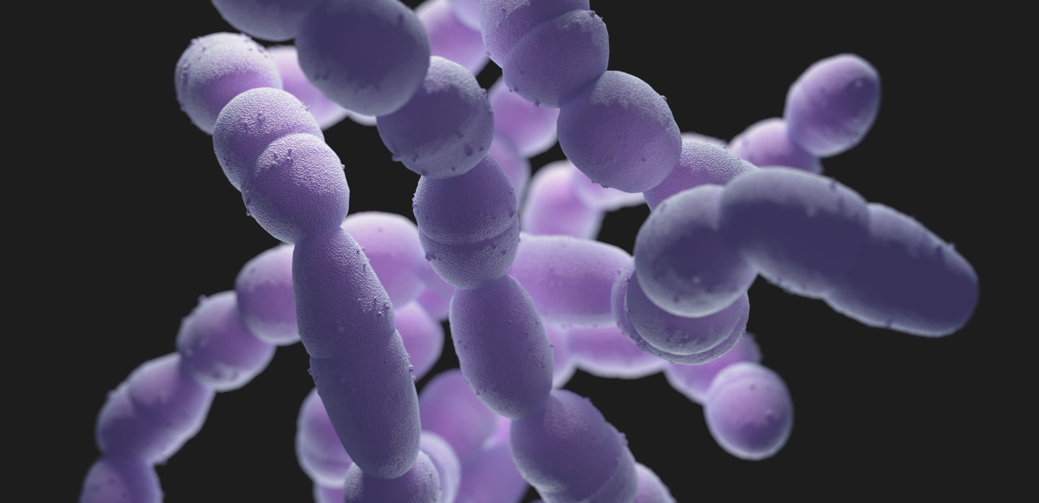 Streptococcus pneumoniae bacteria