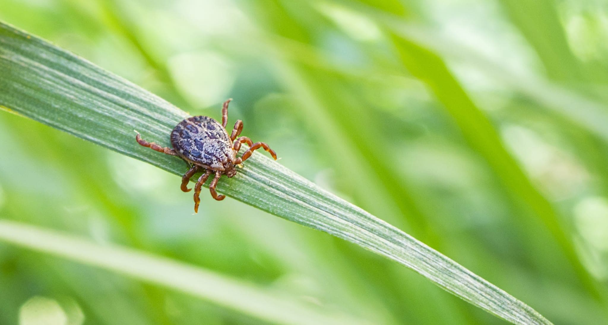 S2k-Leitlinie Kutane Lyme Borreliose