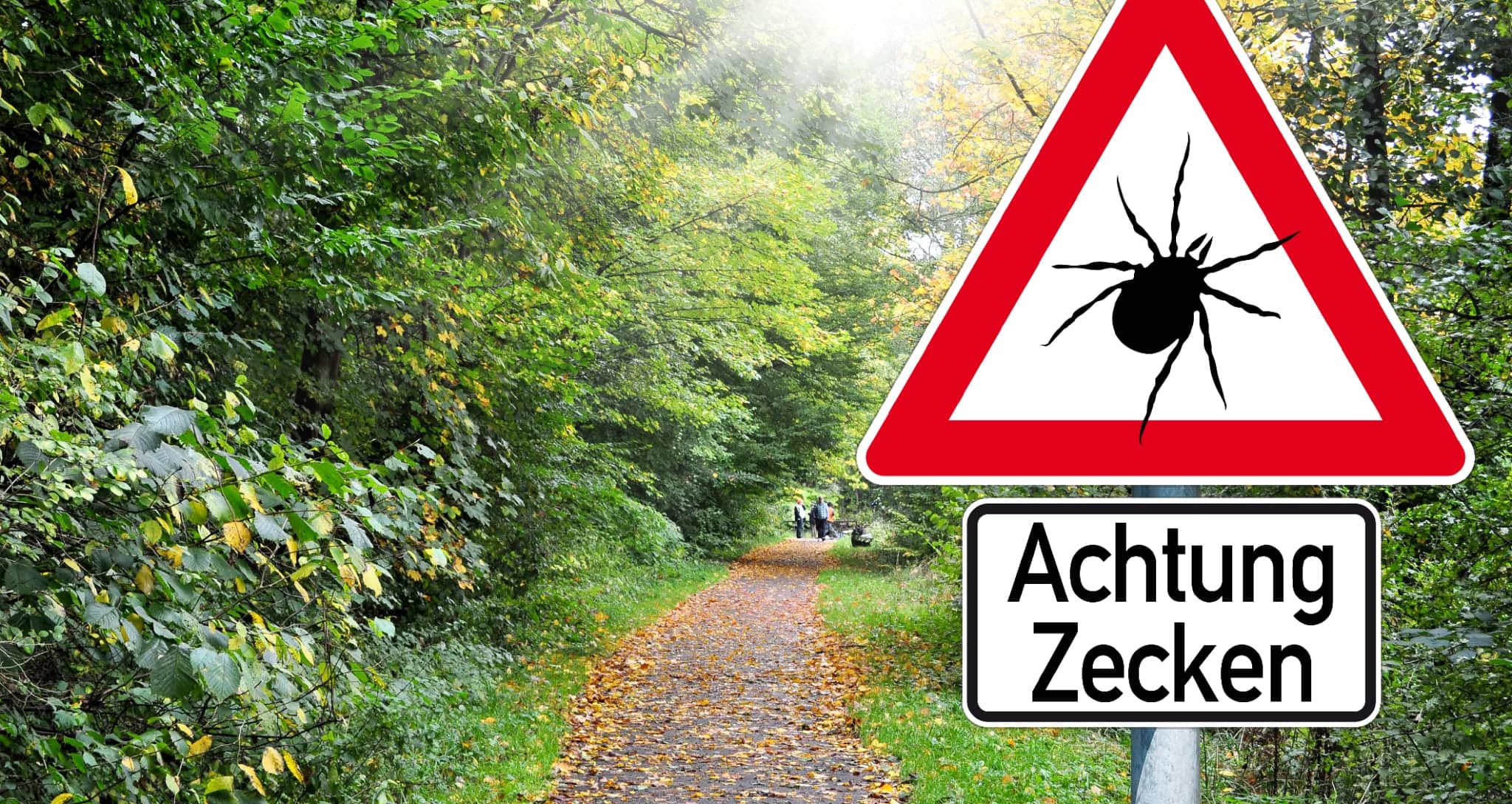 Kutane Lyme Borreliose: Bei Wanderröte früh Antibiotika geben