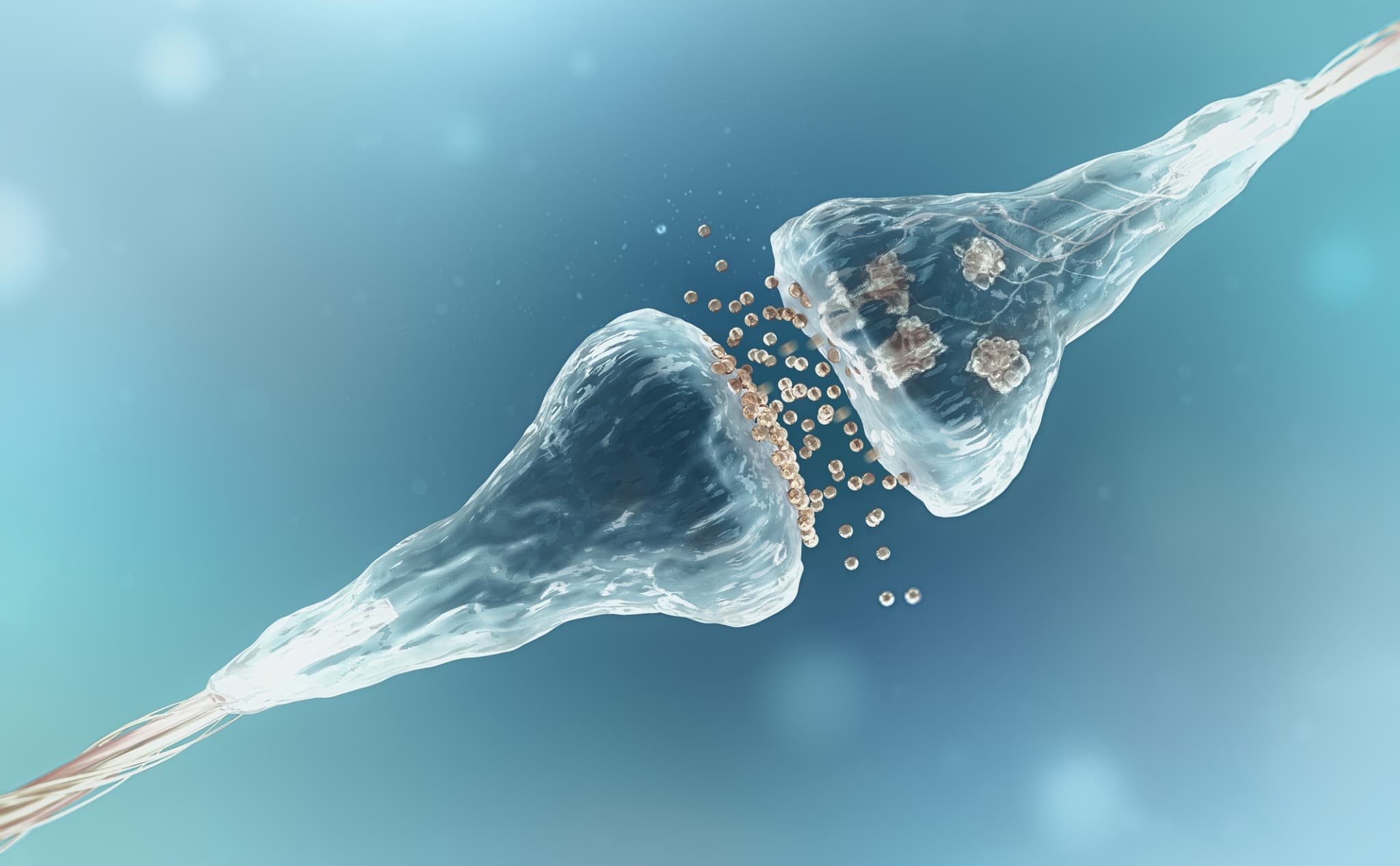 Synapse Neurone