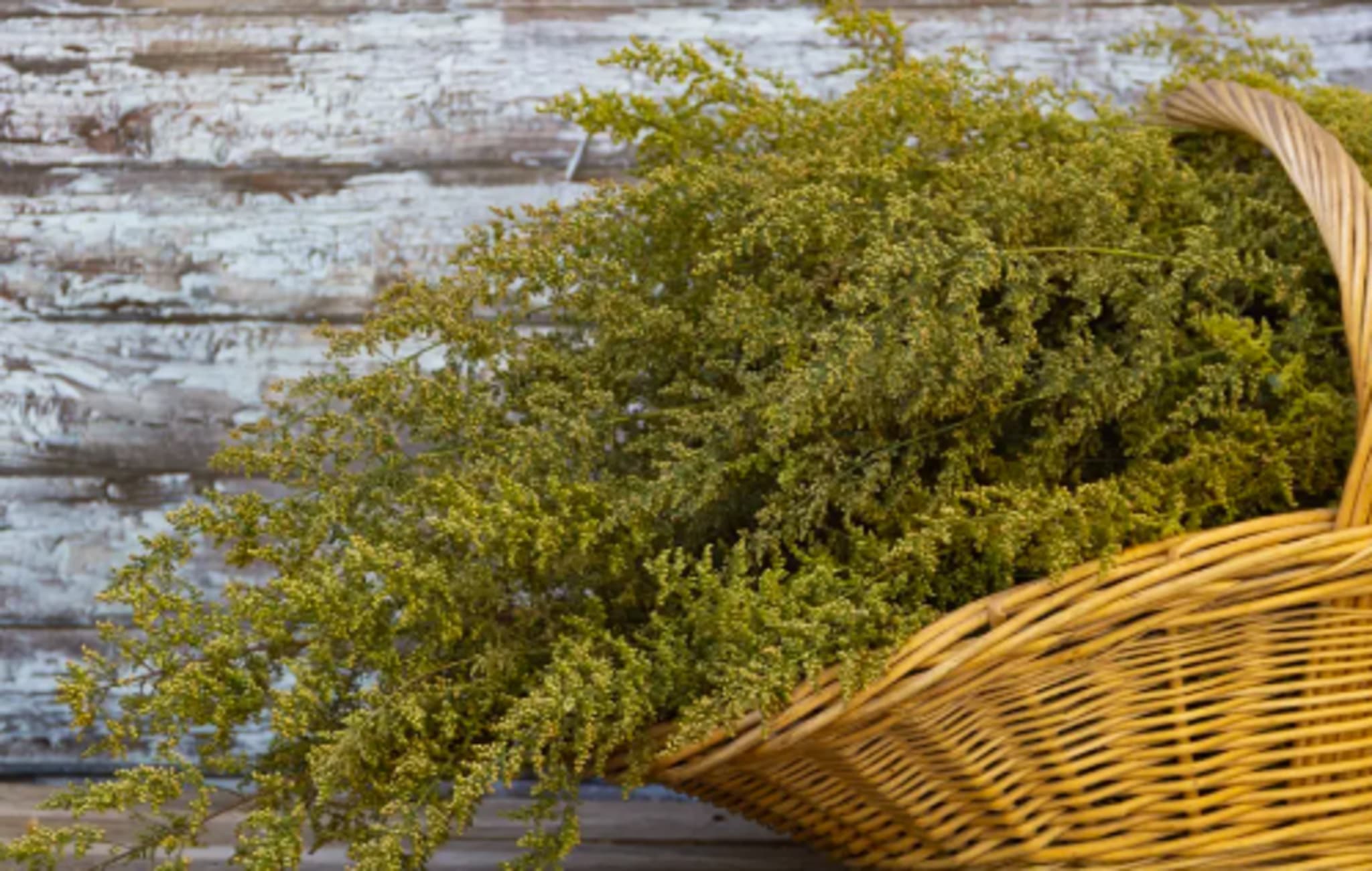 Artemisia Annua (Beifuß)