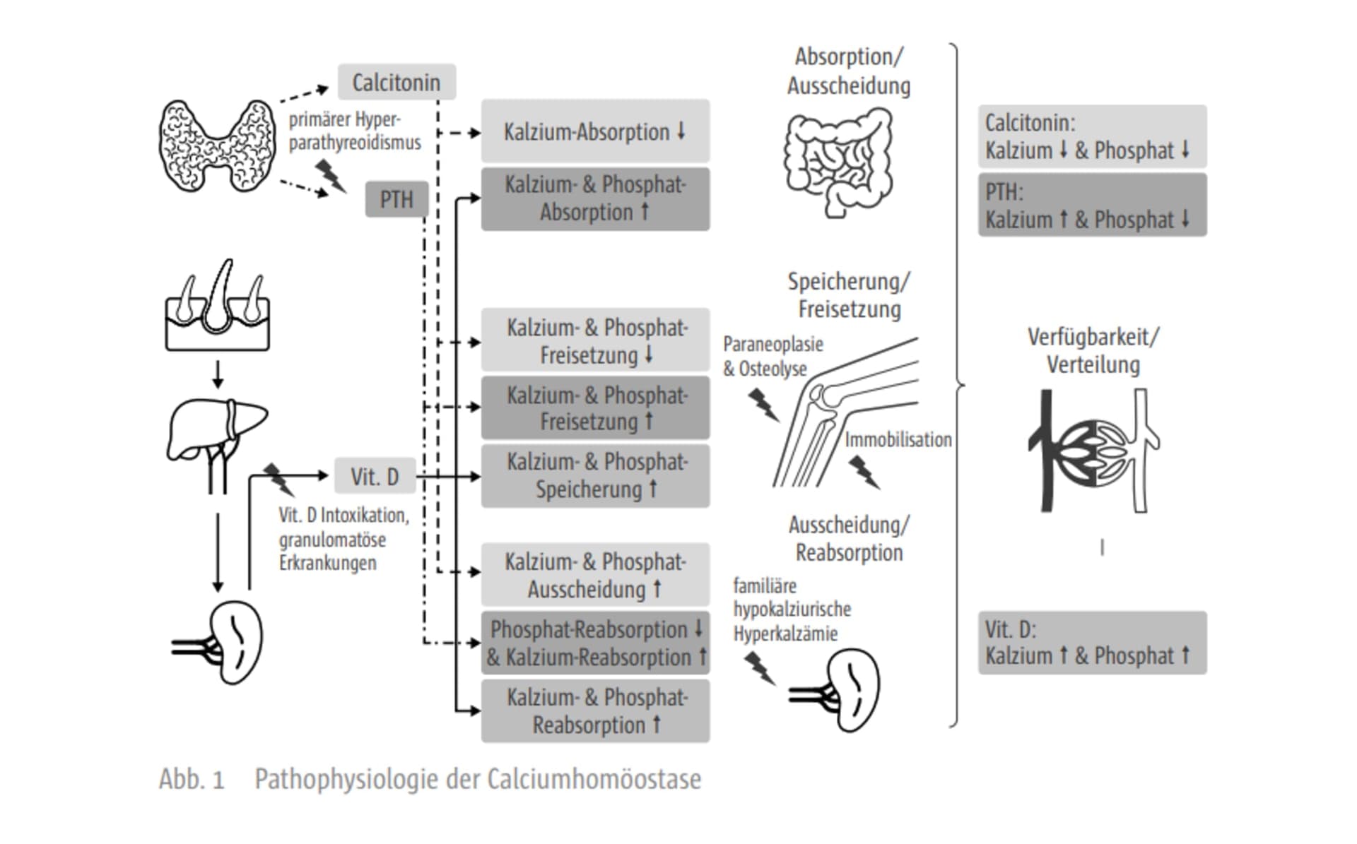 Endokrinologische Notf lle Hypercalc mie endokrinologische-notf-lle-hypercalc-mie